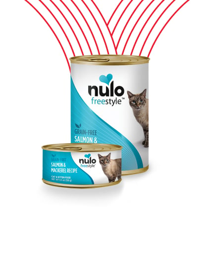 Wet Food for Cats