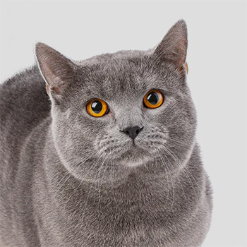 Adult gray cat